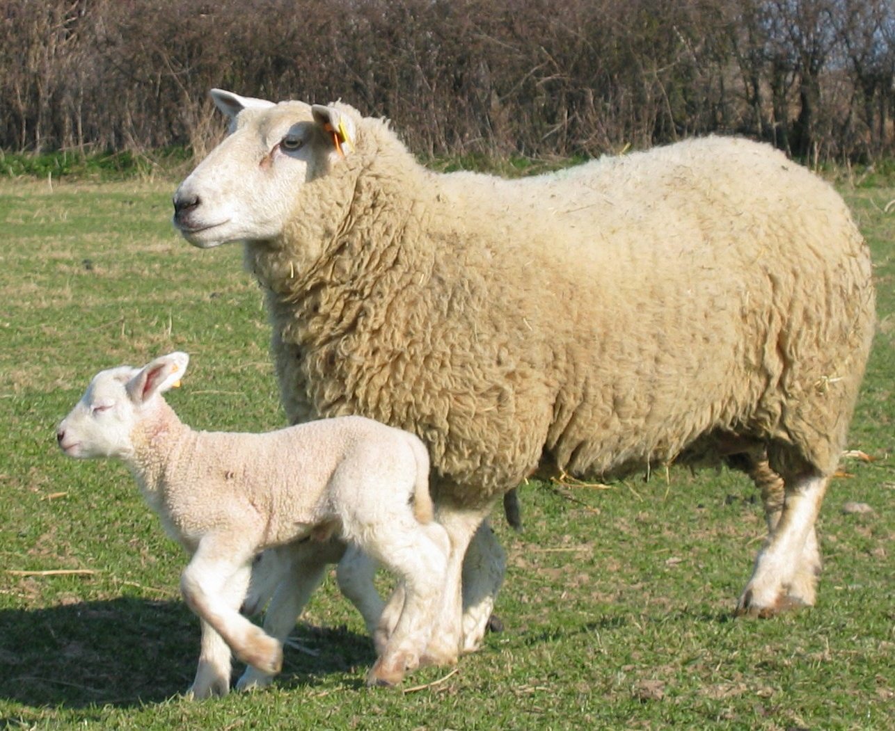 photographie de nos agneaux